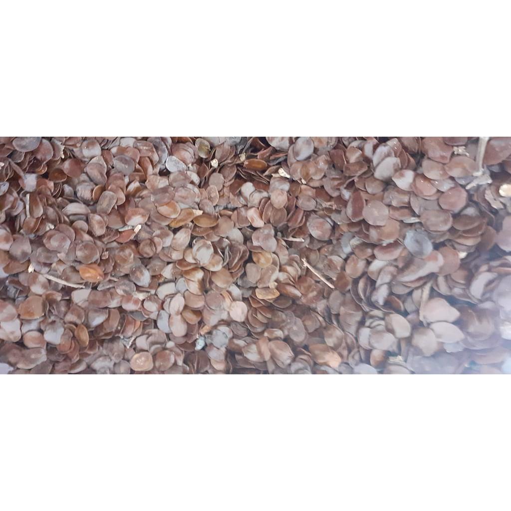 Hạt giống muồng đen