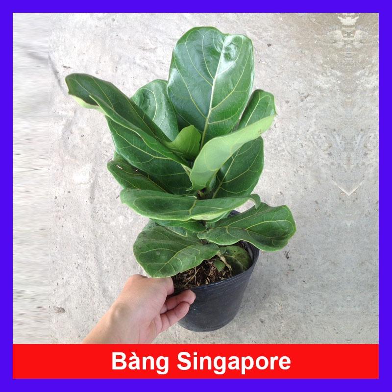 Cây Bàng Singapore - cây cảnh để trong nhà + Tặng phân bón cho cây mau lớn