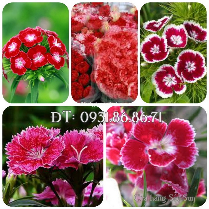 Hạt giống hoa cẩm chướng mix màu – Bịch 10 hạt – Mã số 1505