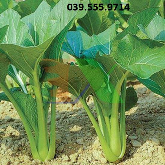 Hạt giống Cải Ngọt Cao Sản 20gam