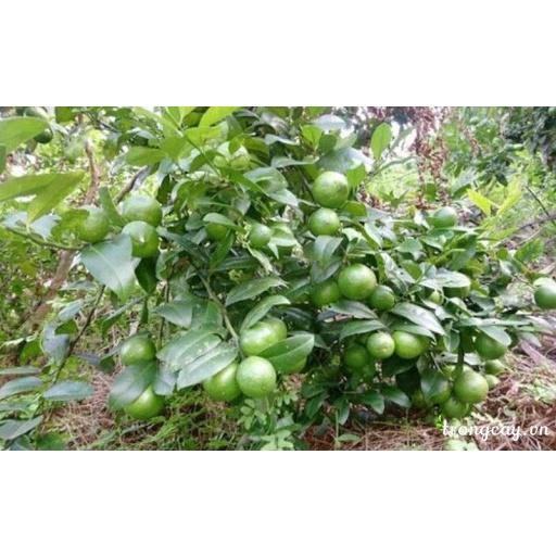 CÂY GIỐNG CHANH TRỒNG CHẬU.