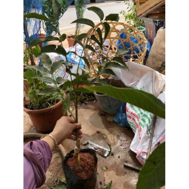 Cây Óc Chó tặng 2 cây chè xanh