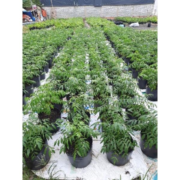 Cây Cóc Có Trái Trồng Chậu