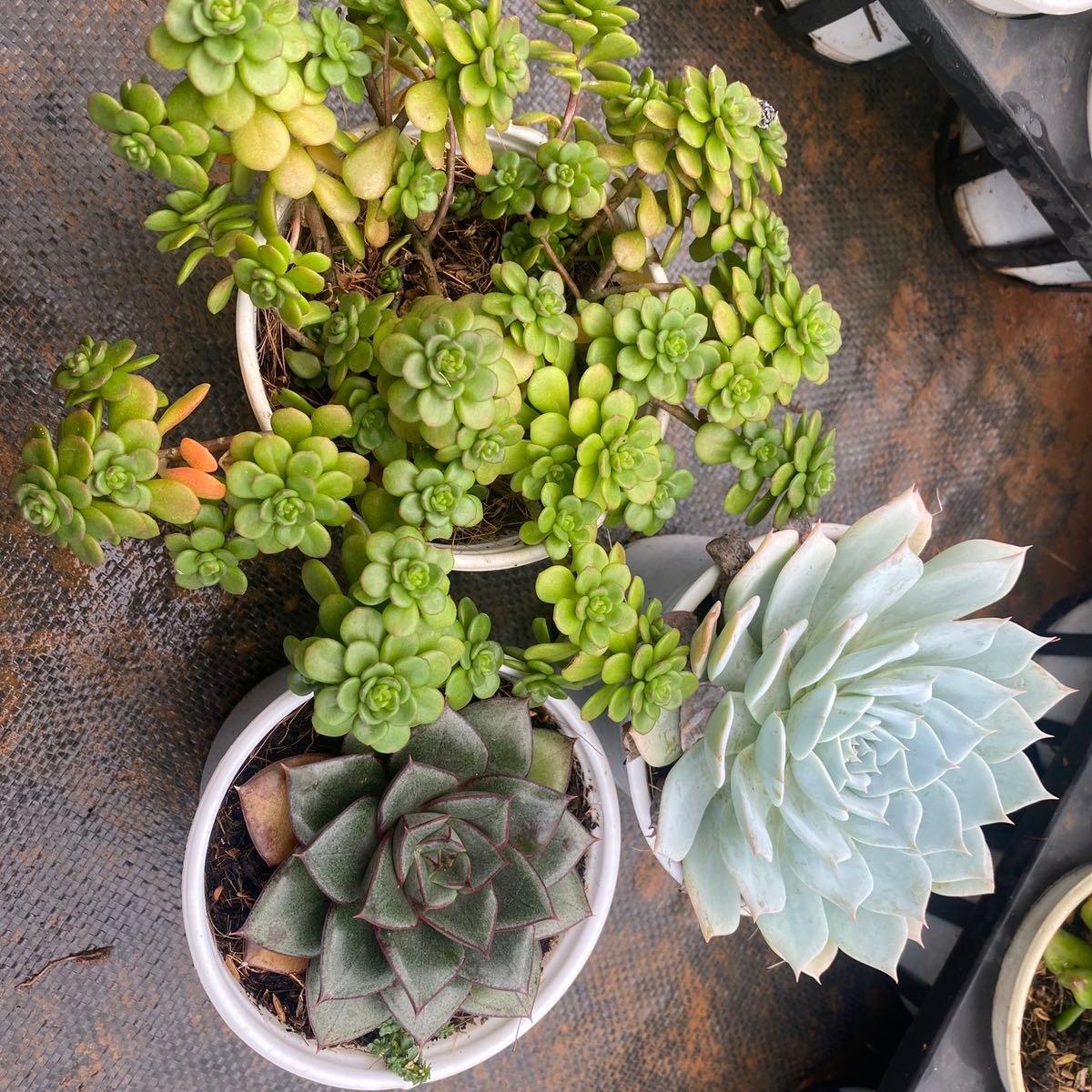 Combo 3 sen đá chậu size trung mix ngẫu nhiên
