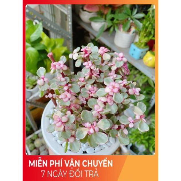 Chậu Đô La Hồng