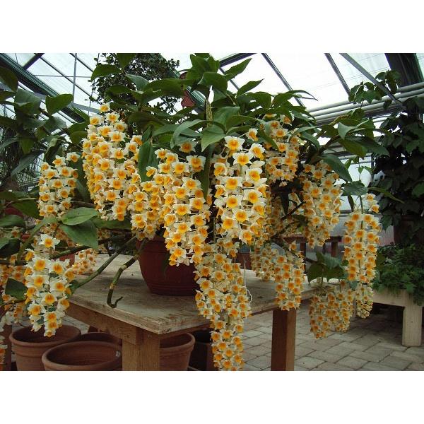 Lan KIỀU TRÒN hàng rừng thuần trên 2 năm, gửi đi nguyên GIÒ