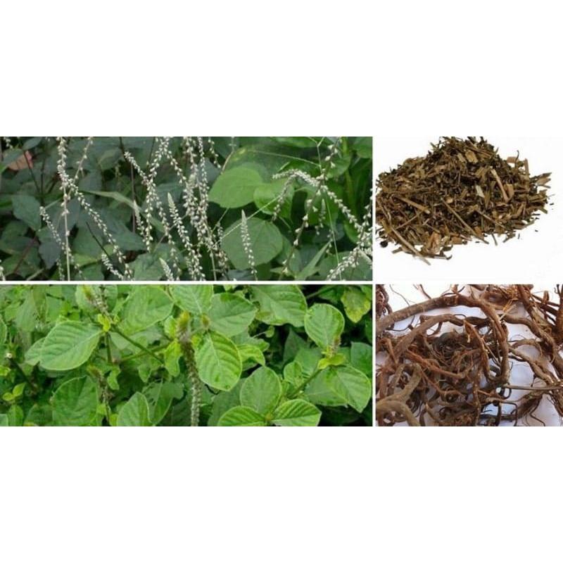 Cây cỏ xước -1kg cây tươi sạch