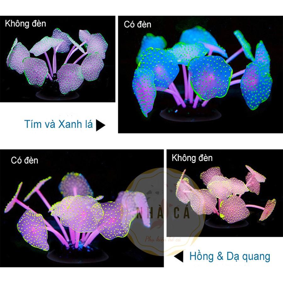 HẢI QUỲ DẠ QUANG - PHỤ KIỆN TRANG TRÍ HỒ NƯỚC MẶN - HỒ CÁ CẢNH - THỦY SINH