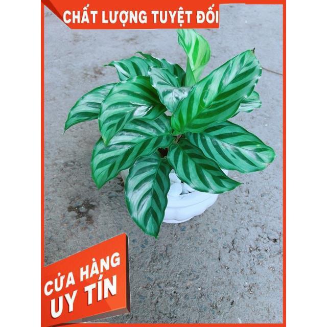 Chậu Đuôi Công Xanh