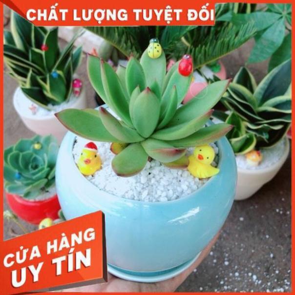Chậu sen đá viền lửa