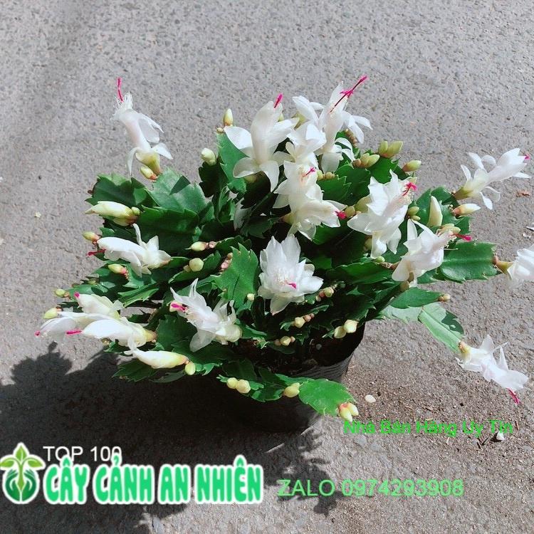 Chậu Hoa Tiểu Quỳnh Màu Trắng