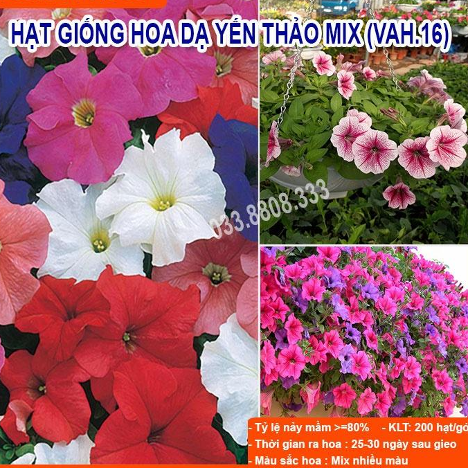 Hạt Giống Hoa Dạ Yến Thảo - Hoa Trồng Chậu Treo