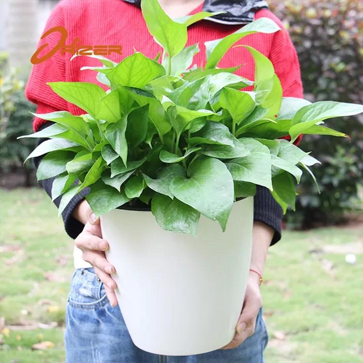 Chậu trồng cây tự tưới Oliz H0