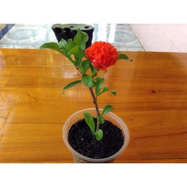 Cây hoa lựu hạnh