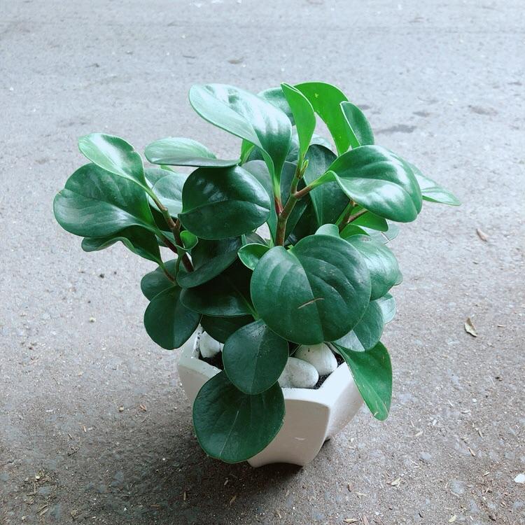 Chậu Cây Trường Sinh