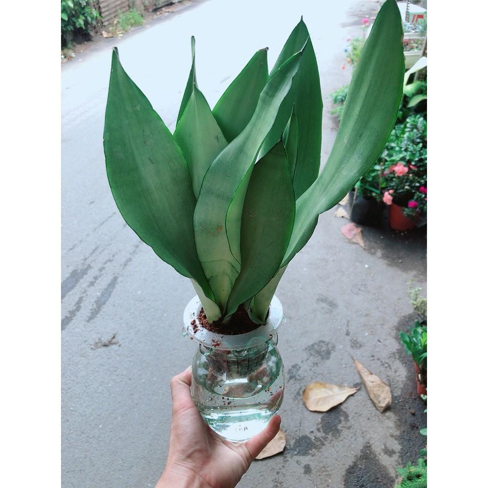 Chậu Lưỡi Hổ Bạc Thủy Canh