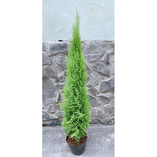 Tùng Thơm Kèm Chậu Sứ Lớn