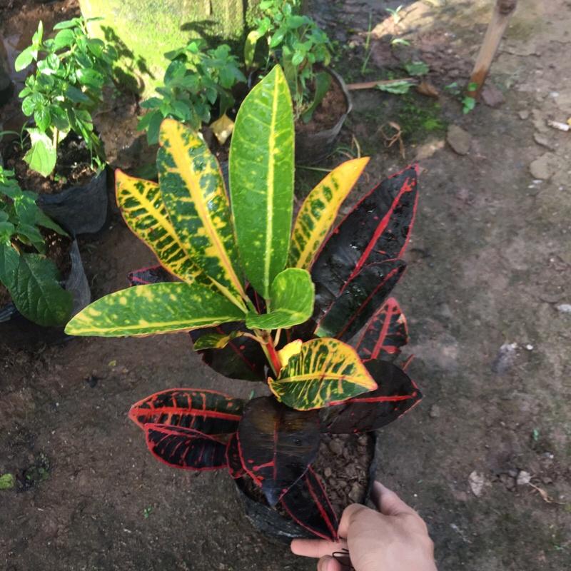 Cây vàng anh lá mít trồng trong bịch đen cao 20-25cm