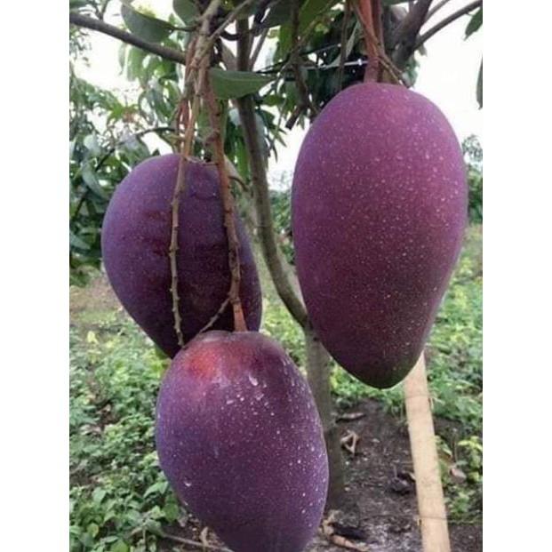 Sản phẩm CÂY XOÀI THÁI TÍM