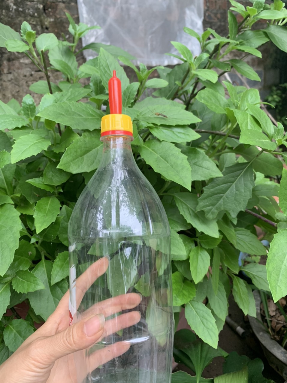 Núm vú sữa cho dê lắp chai nhựa