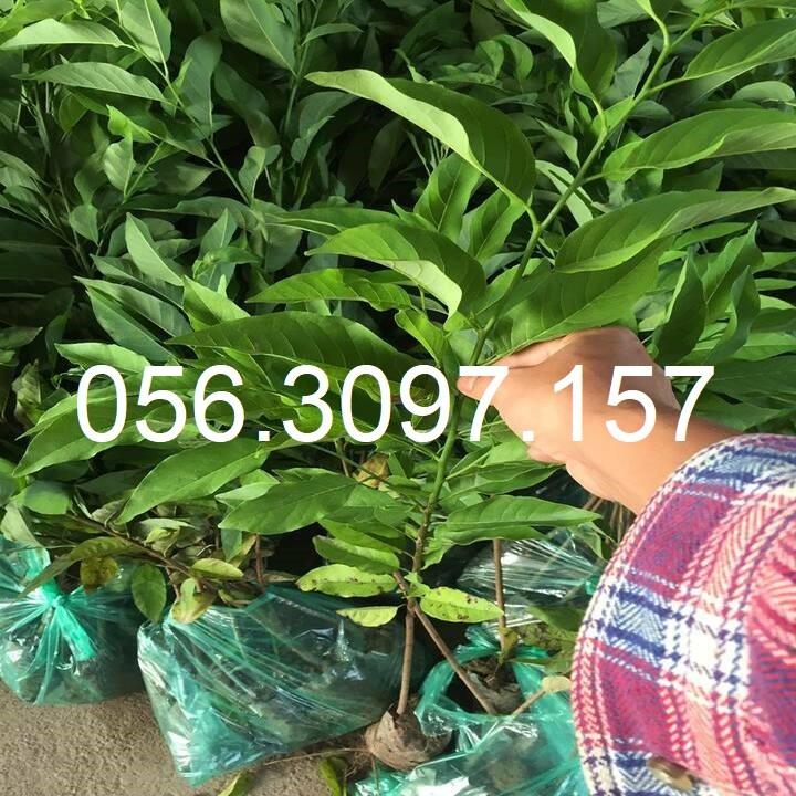 HÀNG GIỐNG CHUẨN Cây Na Dai Lạng Sơn - Cây Ăn Quả - H2O Farm