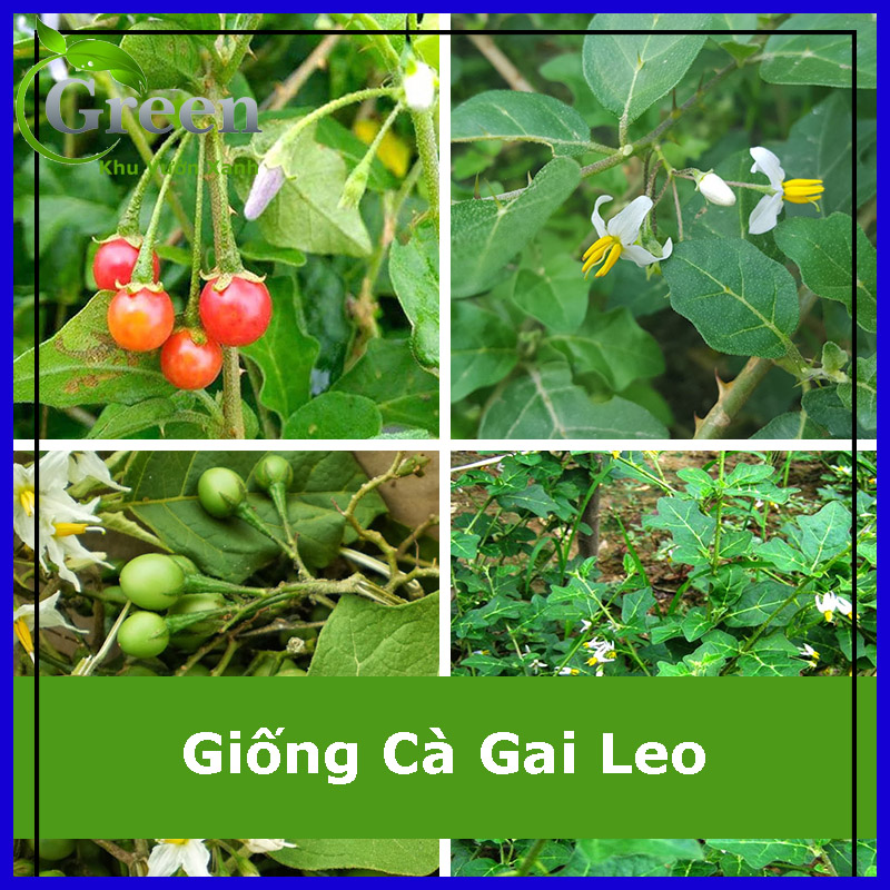 Hạt Giống Cà Gai Leo Dược Liệu