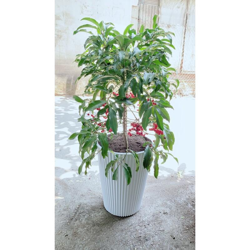 Chậu Cây Kim Ngân Lượng