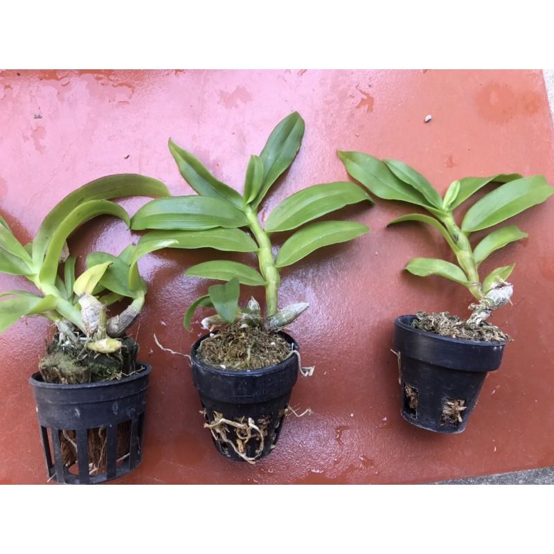 Trầm BLue gieo hạt