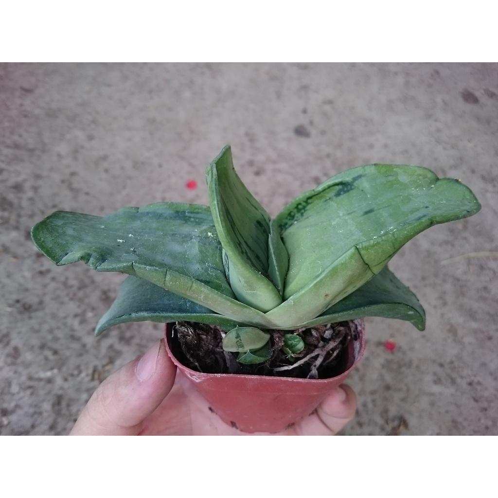 Cây Sen Mỏ Vịt - cây cảnh để bàn + tặng phân bón cho cây