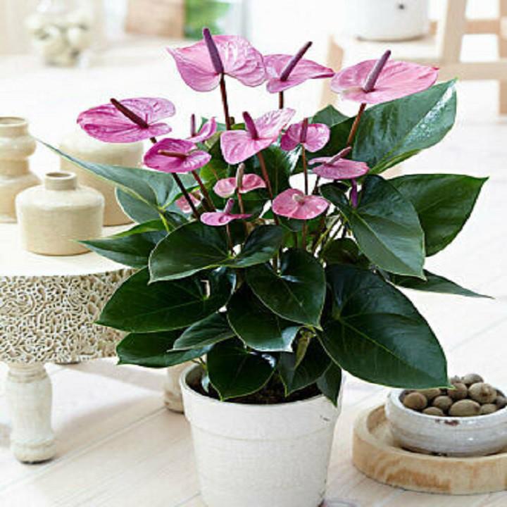 Chậu cây hồng môn MÀU HỒNG ĐẬM, cây phong thủy để bàn cho gia chủ vượng khí , nhiều tài lộc - nchmmhd