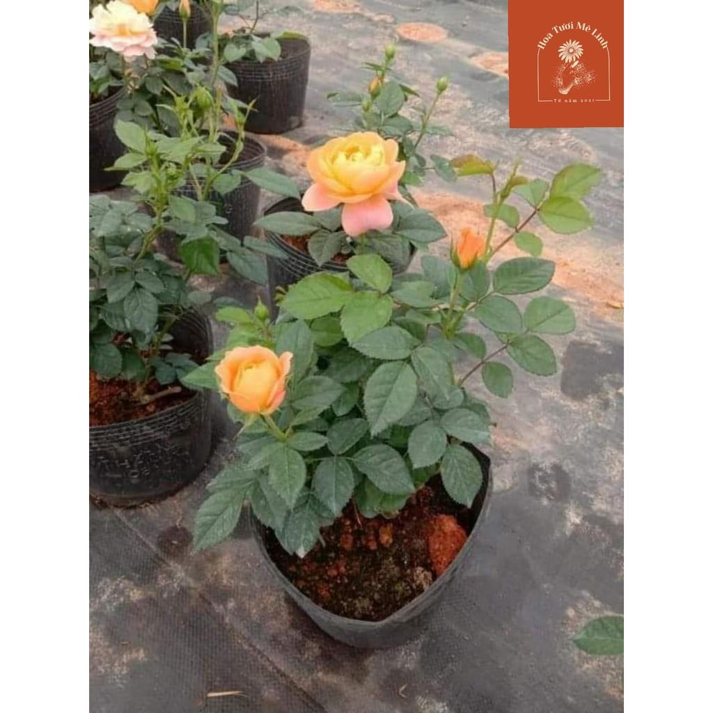 Hoa hồng Tezza cam cá hồi siêng hoa