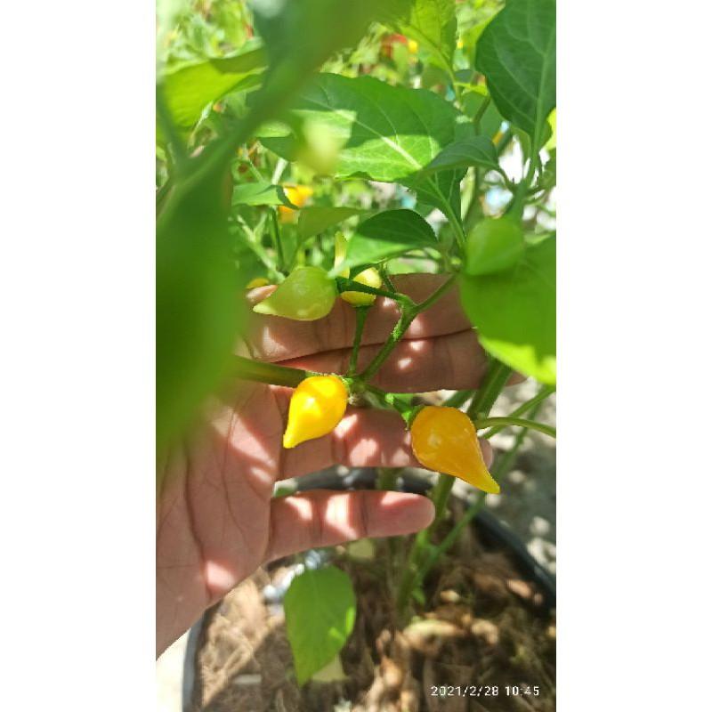 Hạt ớt yellow biquinho