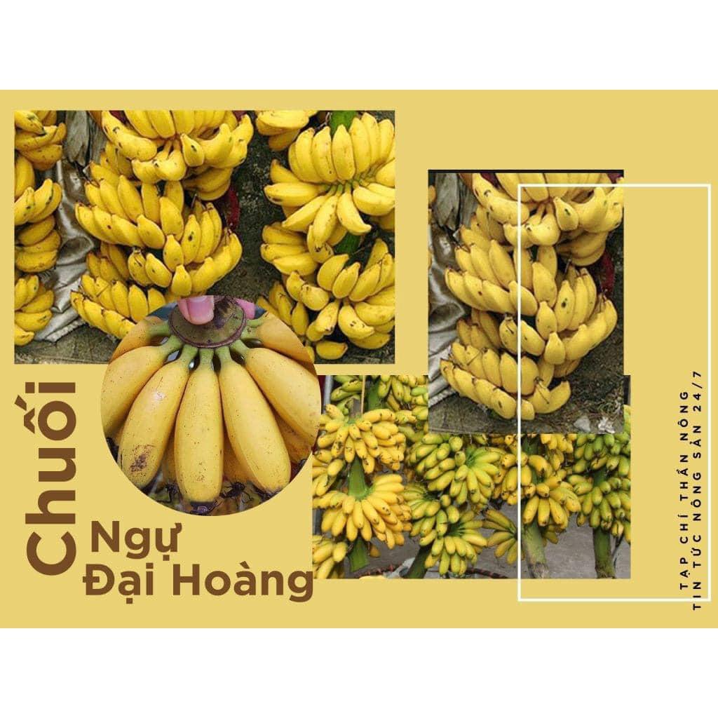 CÂY GIỐNG CHUỐI NGỰ ĐẠI HOÀNG cấy mố siêu sớm  )