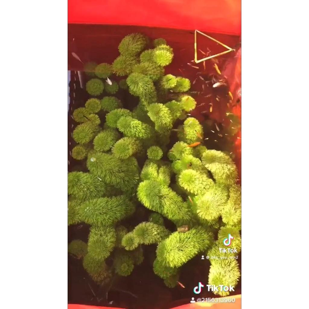 Tiểu bảo tháp 15 cây , cây thủy sinh