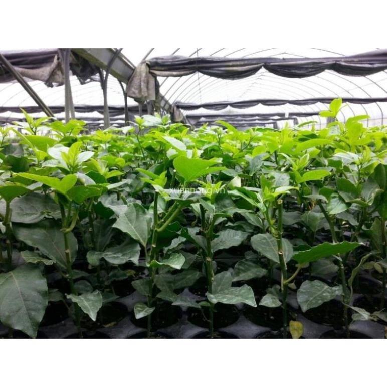 Cây giống CHANH LEO TÍM ĐÀI LOAN ghép- Cây giống chuẩn F1- SIÊU QUẢ