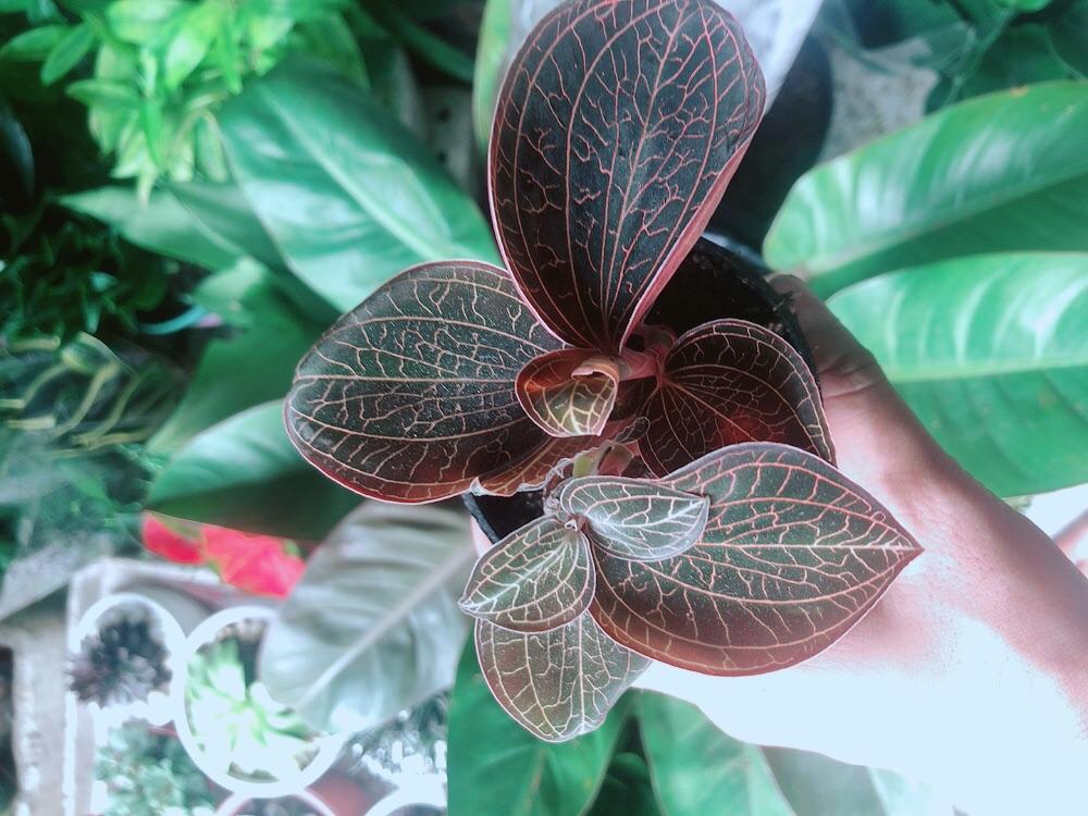 Cây Cau Kiểng Mini