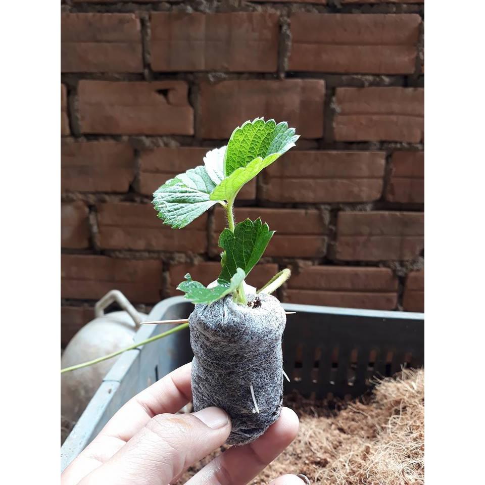 Bộ 50 và 100 viên nén ươm hạt xơ dừa hữu cơ trồng rau, dâu tây, thủy canh (loại lớn cao 60mm)