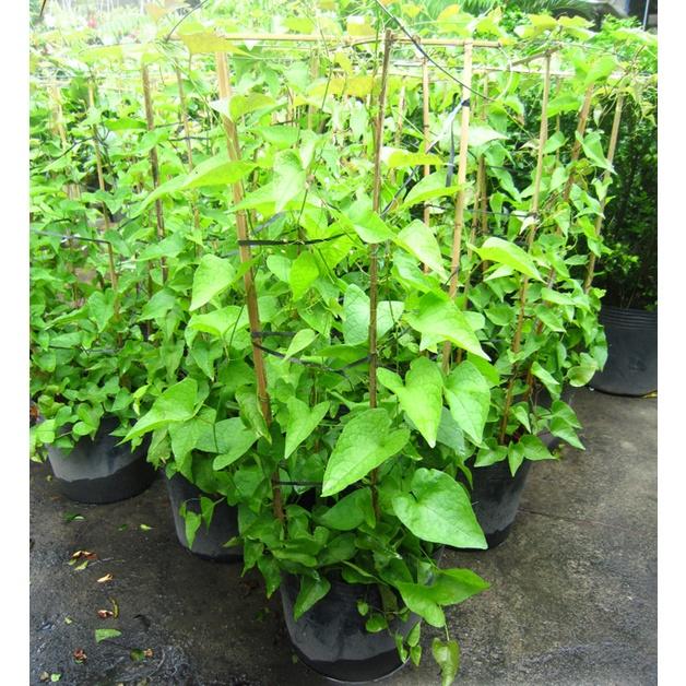 CÂY GIỐNG HOA TIGON