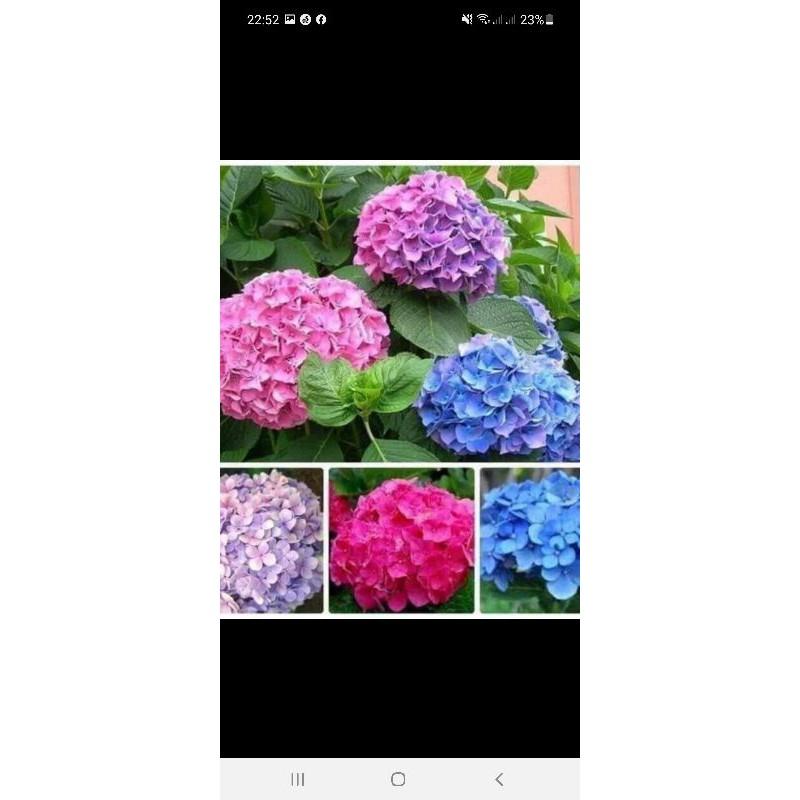 Cẩm tú cầu cây giống