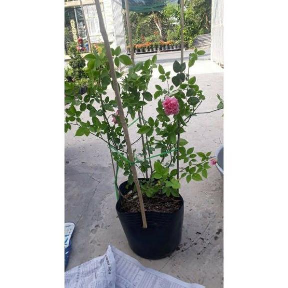 Com bo 5 cây Hoa Hồng Cổ Sapa