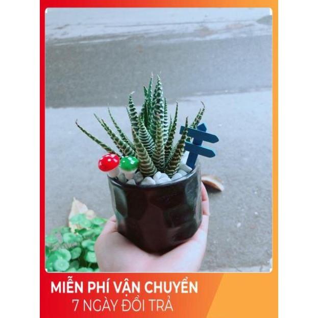 Chậu Móng Rồng