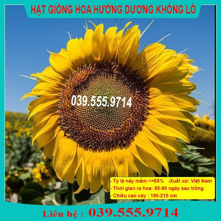 HẠT GIỐNG HƯỚNG DƯƠNG KHỔNG LỒ TỈ LỆ NẢY MẦM CAO