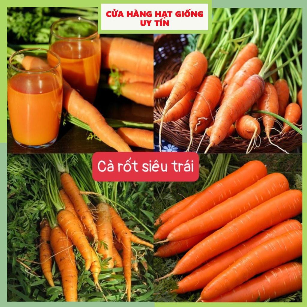 Hạt Giống Cà Rốt Siêu Trái F1 Loại Dễ Trồng Năng Suất Cao Kháng Sâu Bệnh