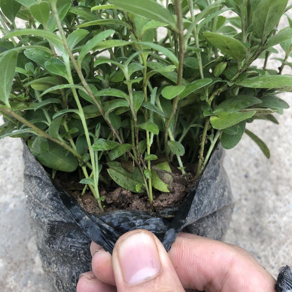 Cây hoa thanh tú, chiều cao 15cm nhánh sum suê dễ chăm sóc thích hợp trang trí ban công cảnh quan sân vườn