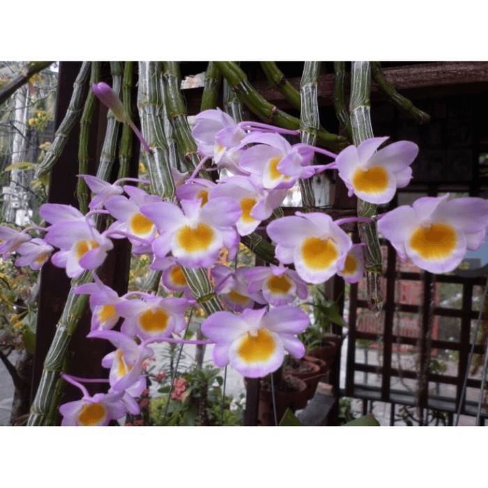 1 bảng lan long tu đá hoa tím hàng rừng thuần chậu siêu to, hoa siêu đẹp + Tặng 01 cây dâu da đất