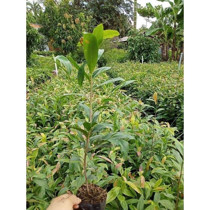 Cây giống Mai Cúc 2 Tầng