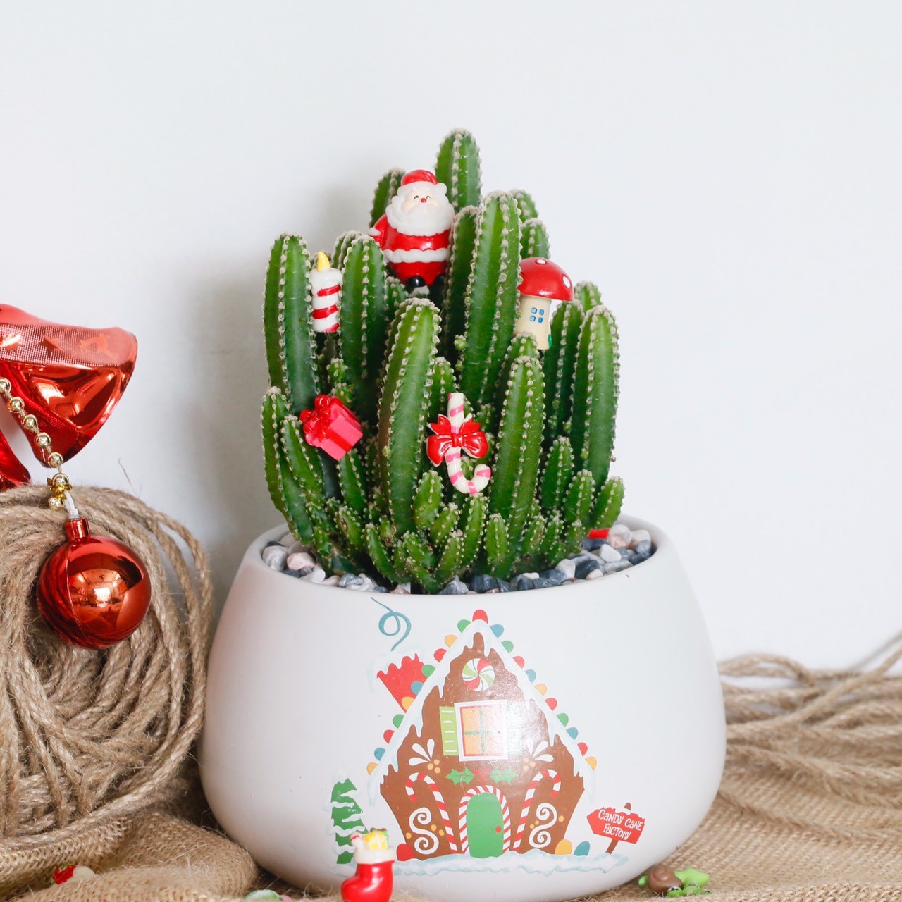 Mua Cây Xương Rồng Thanh Sơn Trang Trang Trí Giáng Sinh | Tiki