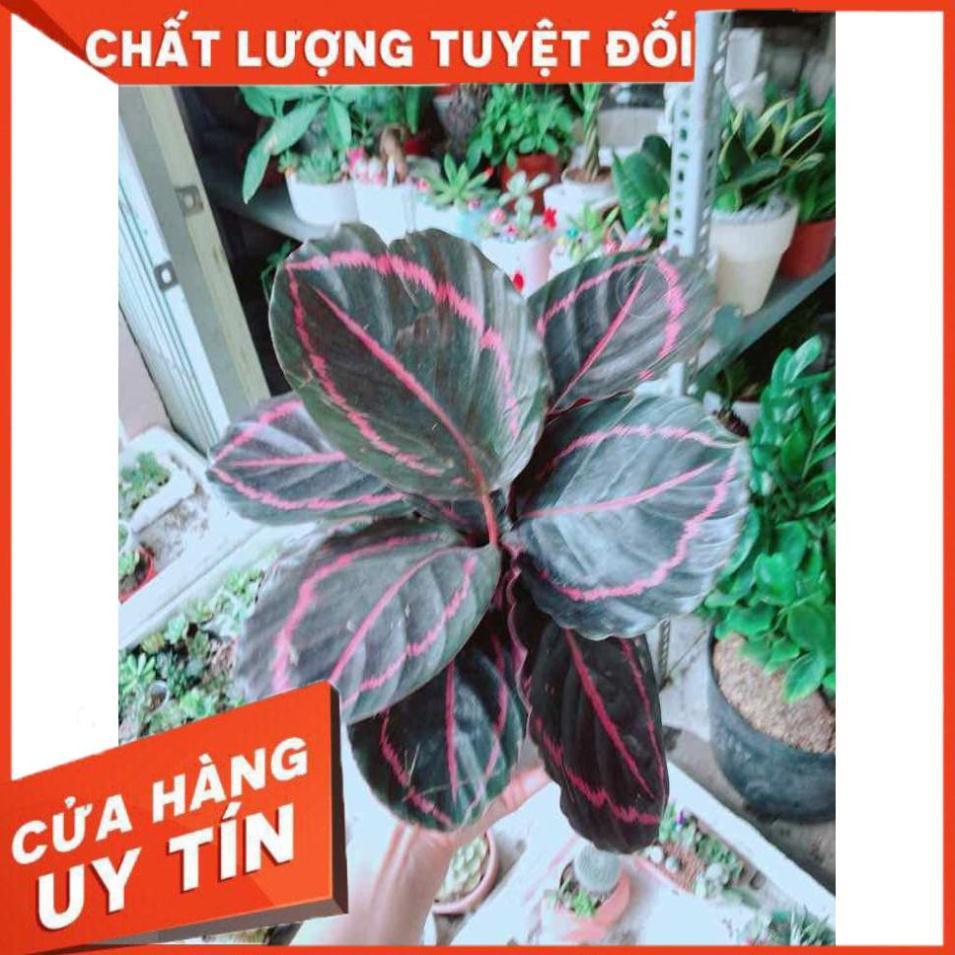 Đuôi công tím Nhiều Người Mua