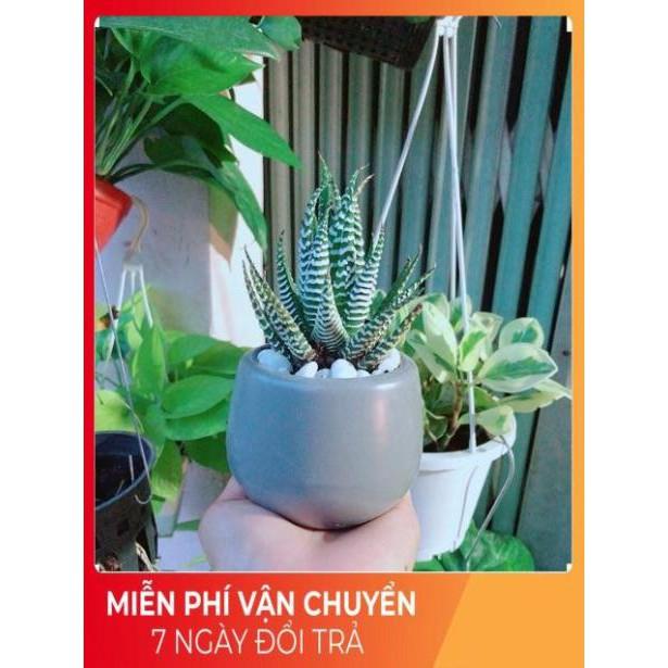 Chậu Móng Rồng