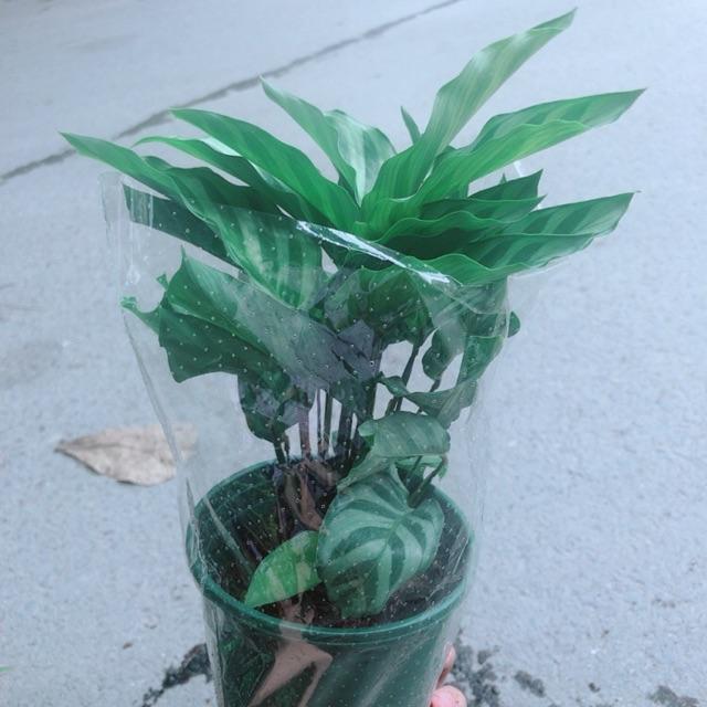 Cây Đuôi Công Xanh